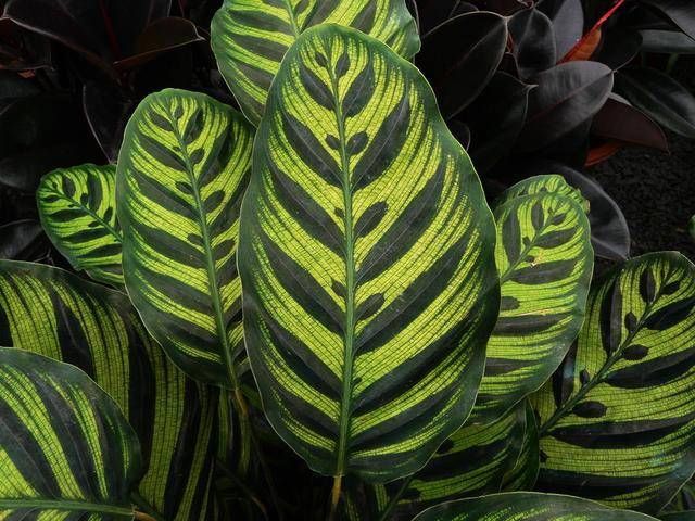  「植物」观叶植物中的翘楚！彩叶竹芋怎么养护，叶片才能更色彩斑斓？