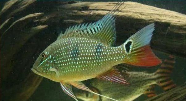  #水族市场上#美洲慈鲷之美，您细品