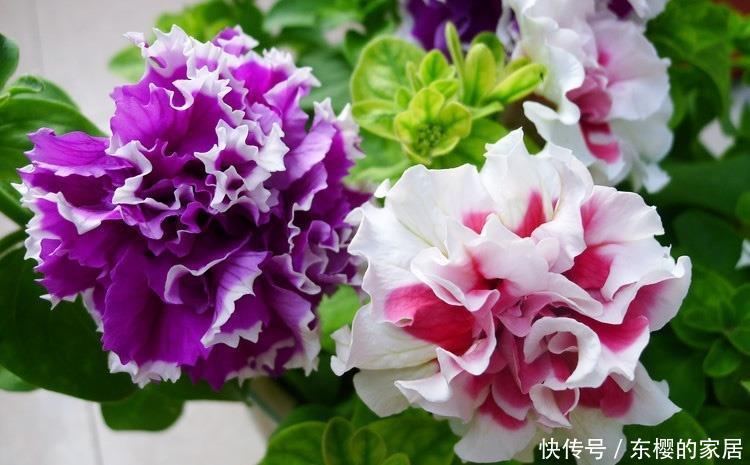 「喜欢」喜欢在家中养护花卉,就选3种花卉,开花量大,花期长,开花爆盆