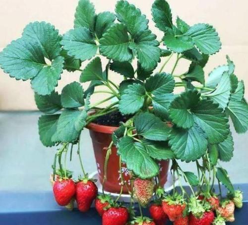  『草莓』在家养草莓盆栽，先了解这些养护小知识，能让你的草莓又大又甜