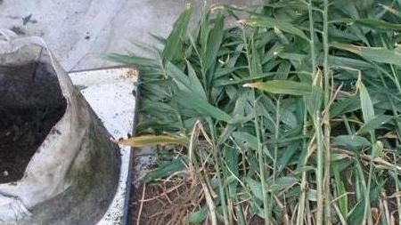  『种菜』这8种菜，随便种1盆在阳台，再也不用去菜市场买菜了