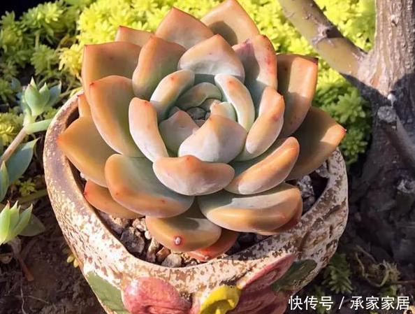  『解决』多肉养殖小知识：刚买的多肉''褪色''？只需做到2点就轻松解决