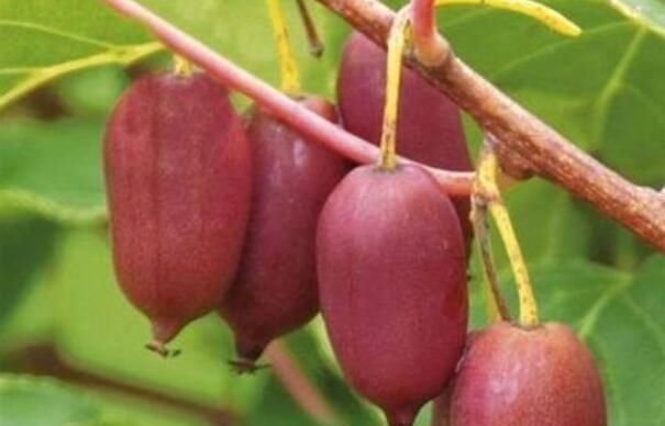 别种桃树梨树了，此新型果树2棵能结3箩筐，全家吃不完，好吃好养