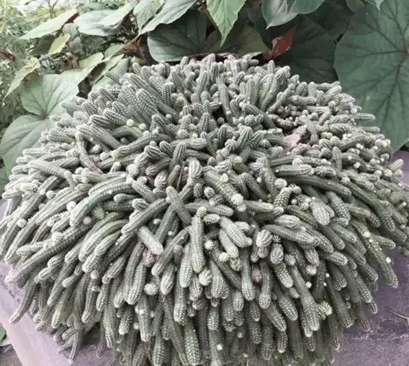  『根枝』这花长得像毛毛虫，掐根枝就活，1个月爆满大缸！