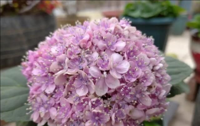  「满鲜花」开满鲜花的阳台,美不胜收