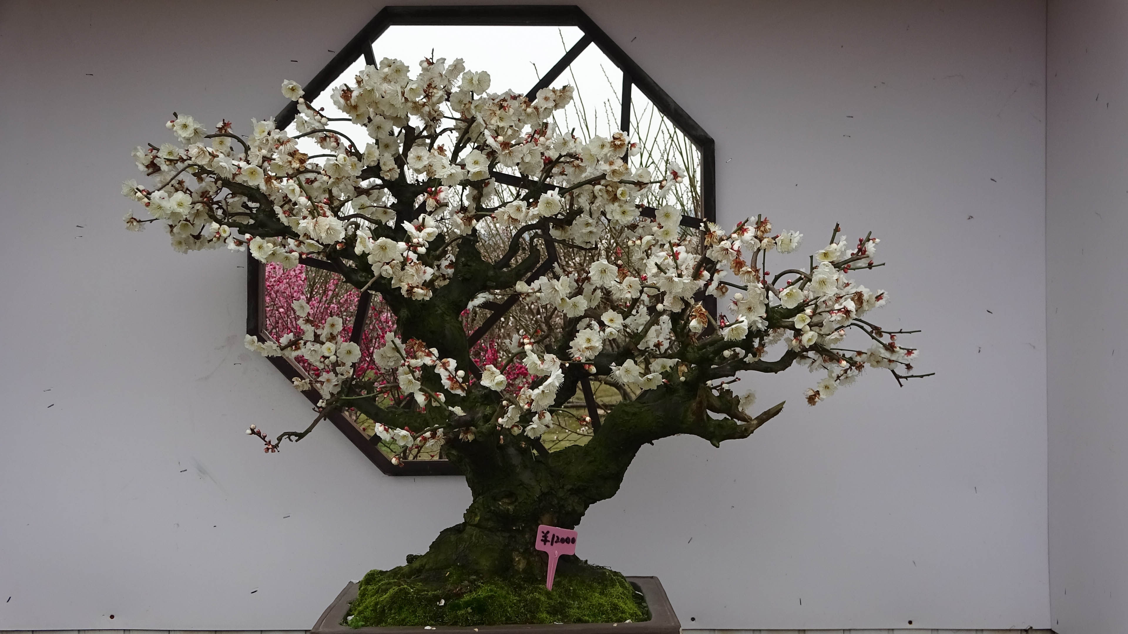 2019，梅花盆景-摄于苏州香雪海景区