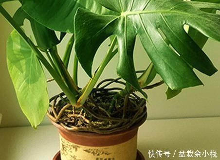  喜欢|懂花人都喜欢这三种绿植，居家养一盆，既上档次又耐活