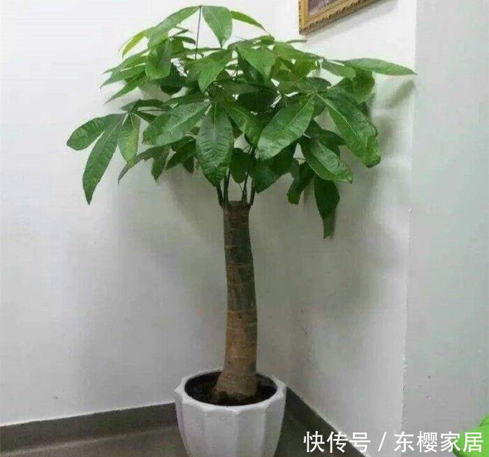  哪几种：4种花，是“旺运花”，大户人家都在养，你在养哪几种？