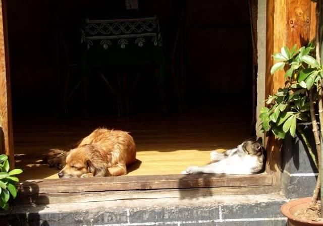 最适合发呆、晒太阳、撸猫的日子，大约在冬季