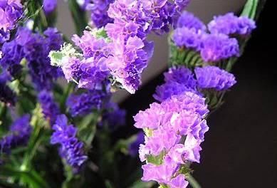 【艳丽】此花颜色艳丽,花型独特,花量大,适合养护观赏