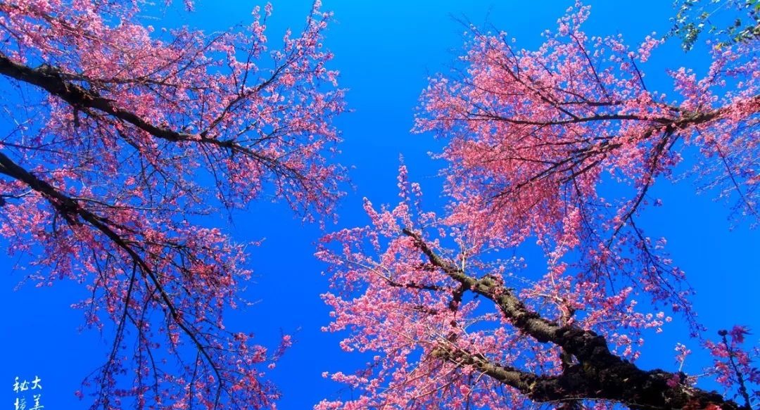 大美无量丨樱花谷的樱花又开了，未来20天，赏花正当时