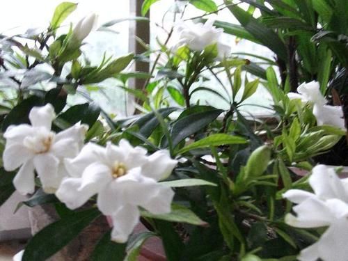  「栀子花」栀子花加点“酸”，配土老三样，棵棵长得旺，开花多