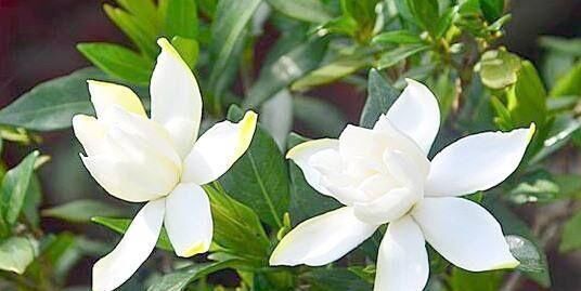  很浓■小叶栀子花四季开花，香味很浓！小叶栀子怎么养？