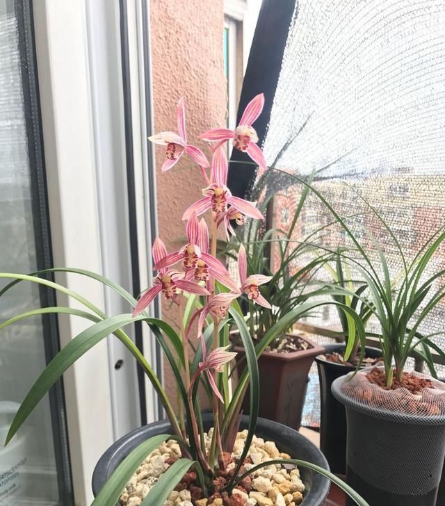  【花美】此兰花养护容易，一年开花多次，花美香浓，价格便宜，很适合新手
