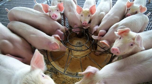 [猪瘟]一会禁止养猪，一会又鼓励养猪！猪瘟不可怕，怕就怕专家