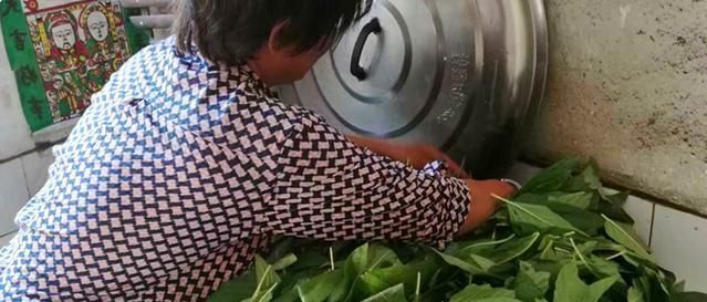  「丢掉」以前叶子直接丢掉，如今15元1斤供不应求，不过很多农民