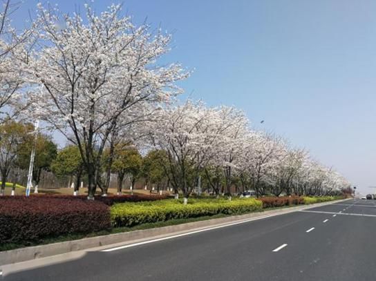  #新区#城管文化|醉美新区，扮靓城市的那些花儿