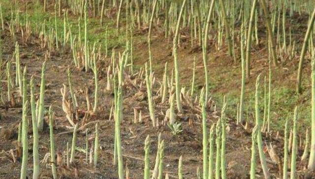  够吃：“蔬菜”当盆栽，100天繁殖“10盆”，不花1毛钱，采摘一茬，够吃