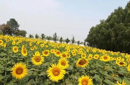  「矮化」这花围着太阳转，越热越晒越爆盆，矮化向日葵，阳台盆栽就很美