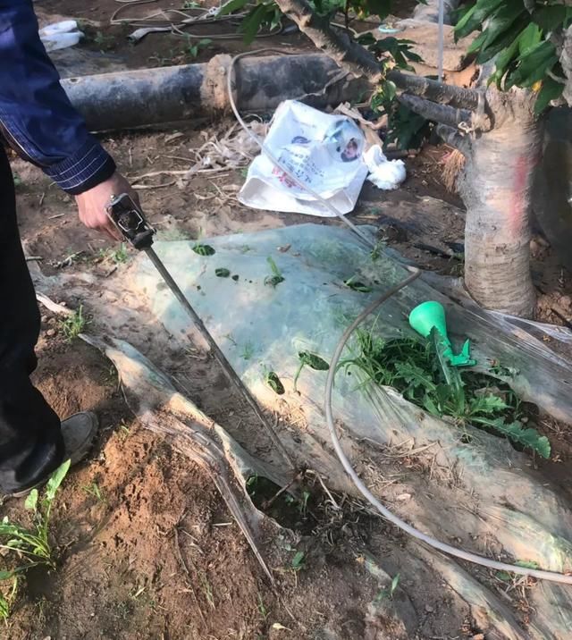 『量元素水溶肥』5公斤水溶肥兑1000公斤水给苹果树冲施会烧根吗?