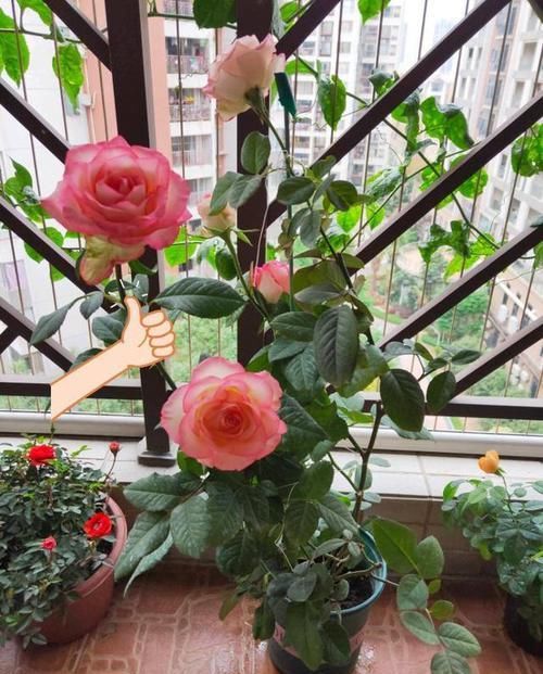 「春天」春天家里养这些花,花量大花期长,一盆开花四季,花朵美艳迷人