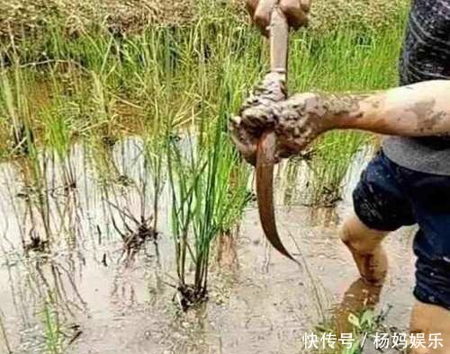 为什么国外这些生物会泛滥成灾, 在中国会濒临灭绝