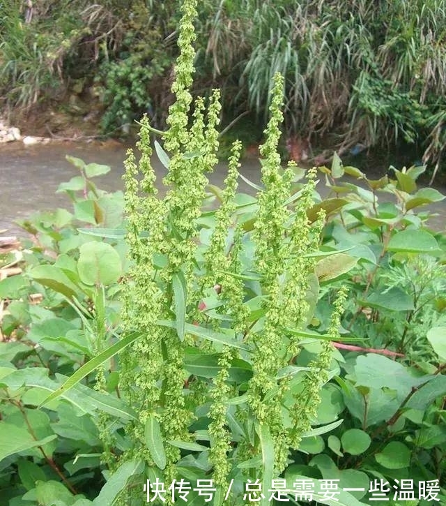  玉米|大秋收完玉米，这种野菜遍地是，农民叫做酸模，叶子比糖都