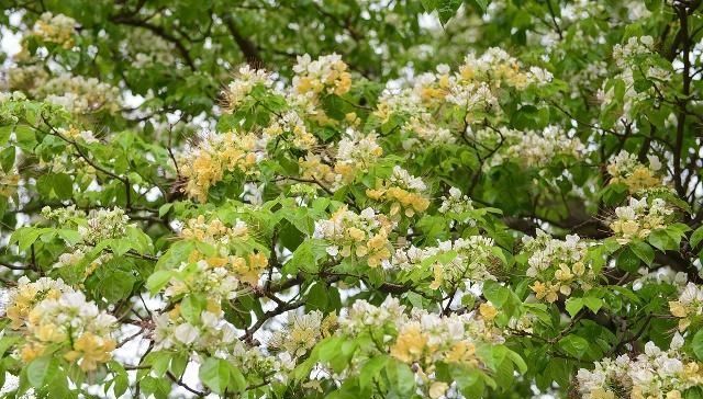  【花形】花形别具一格，美丽清雅的鱼木