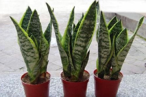  虎皮■虎皮兰如何养护？这3个“小技巧”学会，虎皮兰轻松长茁壮