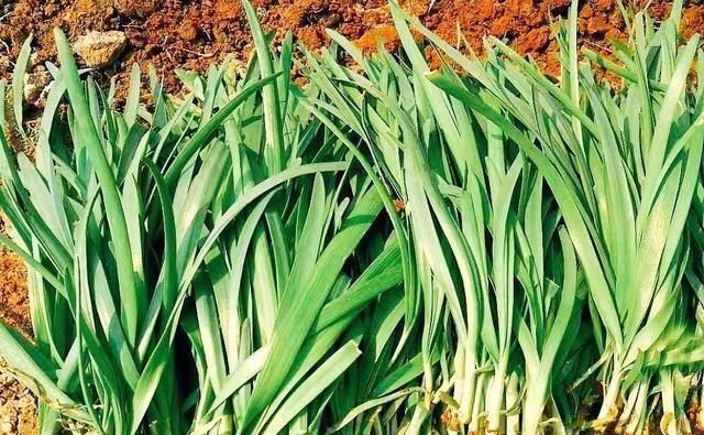  「蔬菜」北方春天吃什么时令蔬菜好？老厨师说：10种露地应季蔬菜可多吃！