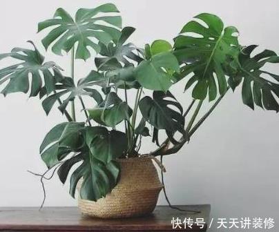  【阳光】房间阳光不充足，就养这3种“耐阴植物”，再“阴”也能蹭蹭长！