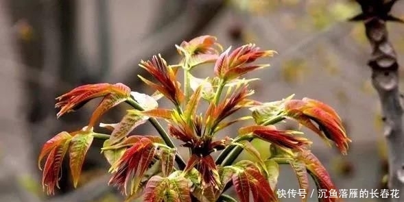 芝麻酱糖饼@北京必吃的19种美食!都吃过的才是地道北京人~
