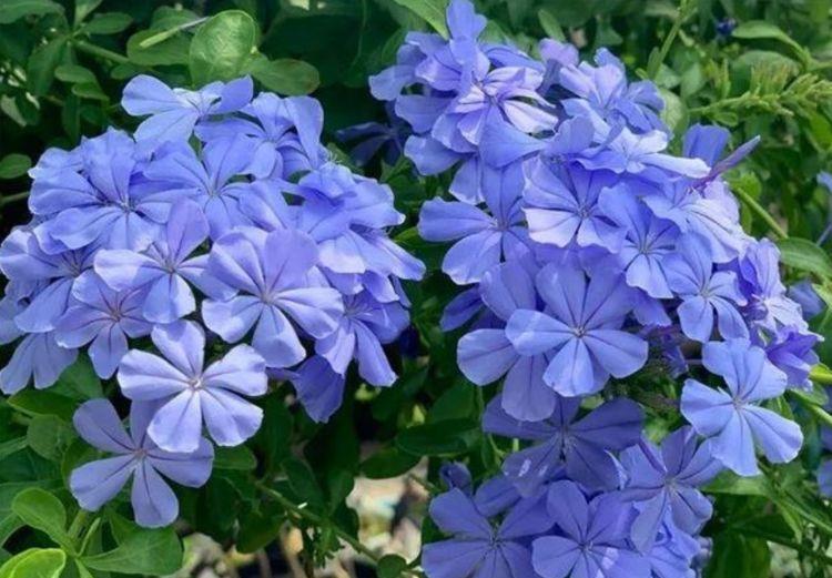 『受欢迎』夏天最受欢迎的几种花,给点水就狂浪,开花一茬接一茬好看很养心