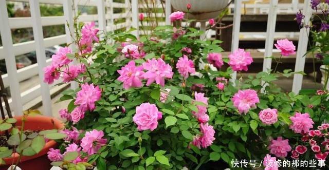 次水就行@阳台变花园,8种花现在养,半个月就爆满阳台,长的飞快花也多