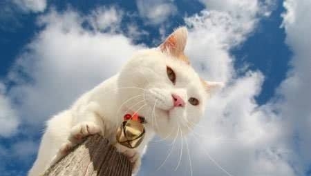 # 智者#猫咪的八大谣言，谣言止于智者，请理智对待猫咪，切勿模仿，辟谣