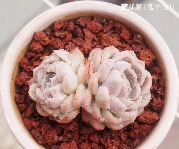  『白菜』多肉断水12天,绿白菜秒变红舞娘,想要上色就得...