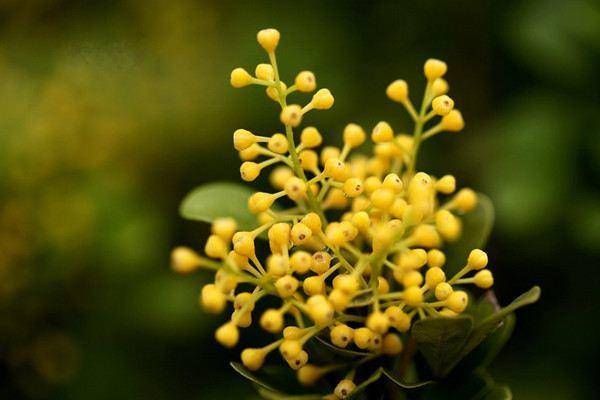  『扦插』5种“生根水，辅助植物扦插，增加“成活率”，半个月一盆变多盆