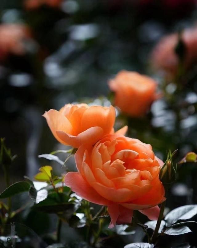  『花开』散文：此花无日不春风
