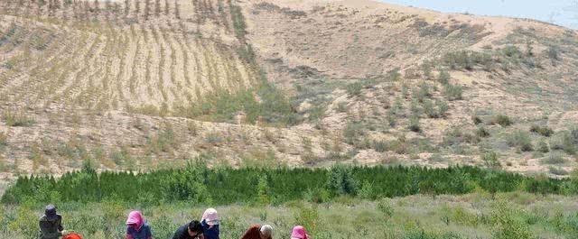 中国的治沙女“狂人”，治理沙漠33年，如今带领大家“吃”沙！