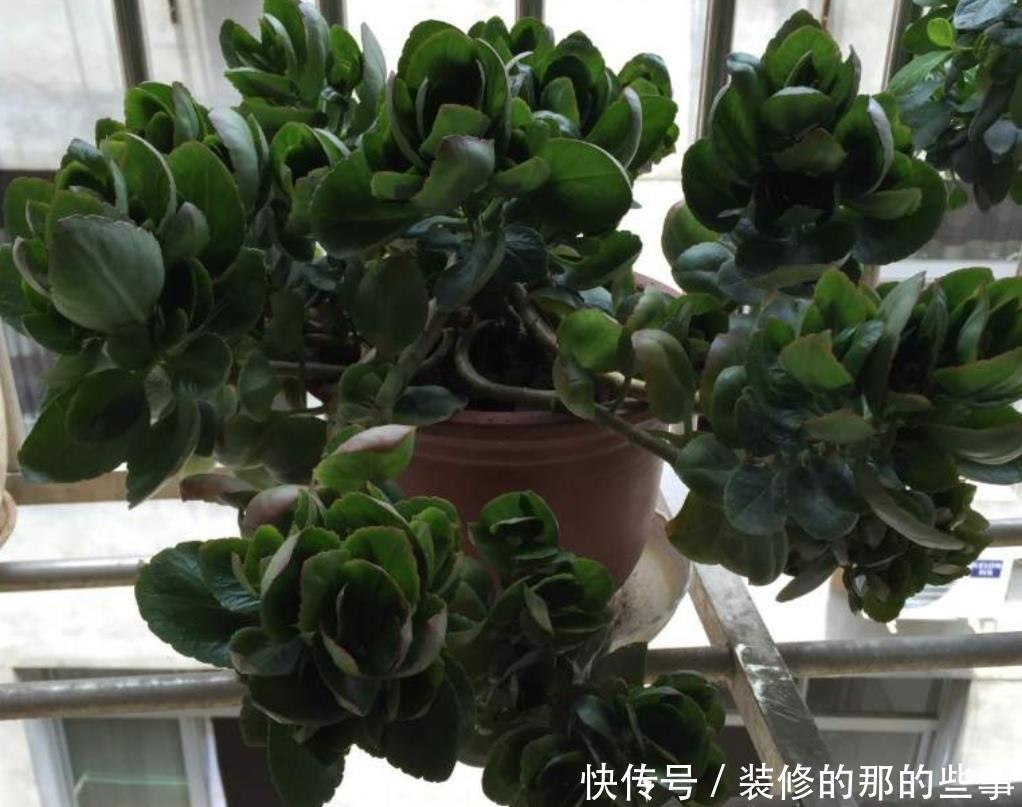 「新枝」长寿花开完花,马上给它做3件事,新枝长得更旺