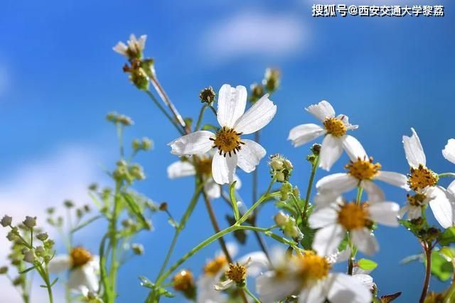 『消失』很快就要消失的野花