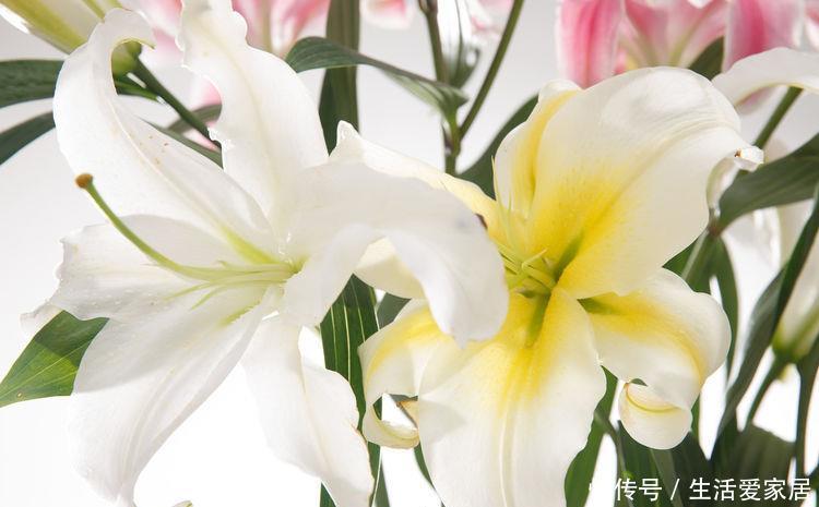 『打造』5种盆栽全年开花,花大色艳,一盆千朵花,养在家里打造温馨花园