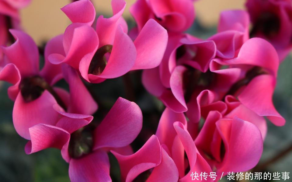 『美艳』喜欢在家中养护花卉,就养护美艳妖娆的3种漂亮的花卉,花色艳丽