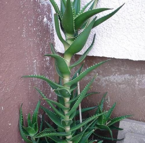  【空气中】新房子甲醛多该怎么办？居家摆放3种植物盆栽，既美观又实用
