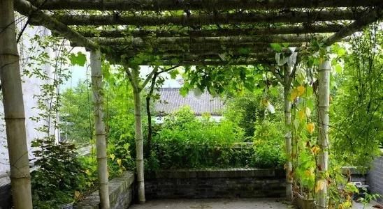  庭院：乡村的庭院，大家为什么这么喜欢