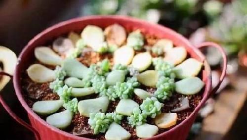  『提高』多肉植物叶插，谨记这9点小技巧，可提高成活率