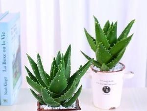 【实用】养花高手教你“植物组合”,3组室内摆放,美观又省地方,特实用