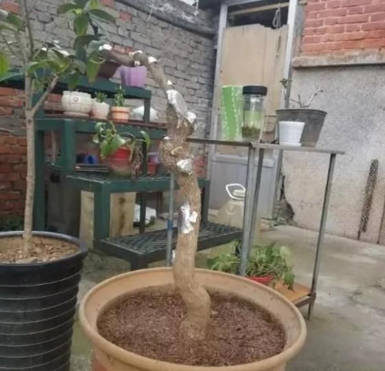  【光合作用】移栽老桩，一半成活一半干枯怎么办？这3点最好提前知道，可避免