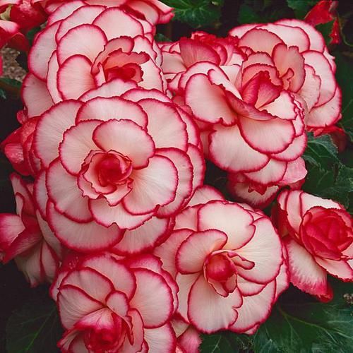  『夫妻海棠』最恩爱的草花，姿色不输牡丹、月季花，双双对对、天长地久一起开
