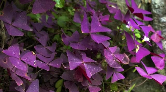  『比花朵还』这4种耐阴花，“叶子”比花朵“更值钱”，北房间“没光”也能养